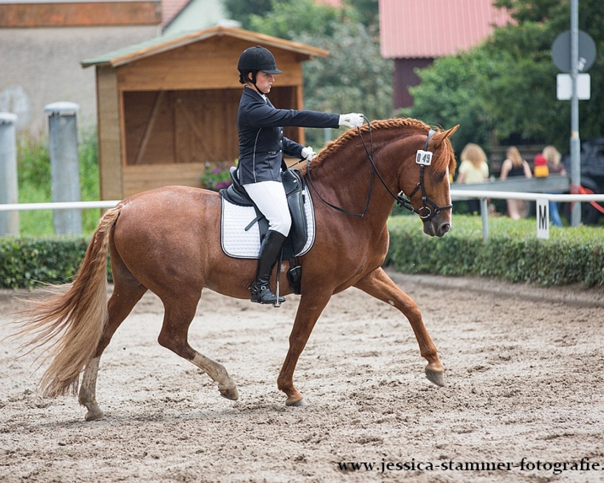 dressage horse Cefiro 3 (Pura Raza Espanola (PRE), 2007, from Alfarero XX)