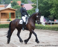 dressage horse Freerk van Fiecus Hoeve (Friese, 2001, from Nanning 374)