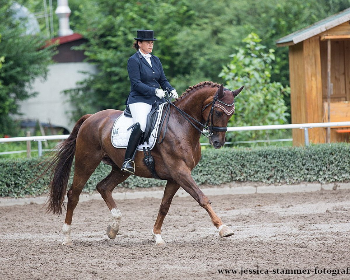 dressage horse James Dean 4 (Rhinelander, 2008, from Jazz Rubin)
