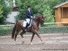 dressage horse James Dean 4 (Rhinelander, 2008, from Jazz Rubin)