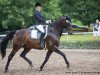 dressage horse Sidney Green (Rhinelander, 2007, from Sir Bedo)