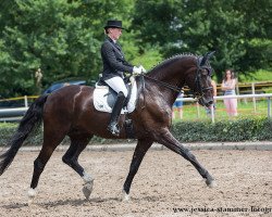 dressage horse Der Edelstein 3 (Westphalian, 2003, from Depardieu 11)