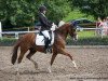 dressage horse Coloured little Fox (German Riding Pony, 2008, from Crocodile Rock)