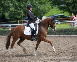 dressage horse Coloured little Fox (German Riding Pony, 2008, from Crocodile Rock)