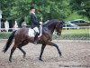 dressage horse Skywalker 65 (Hanoverian, 2006, from Sandro Hit)