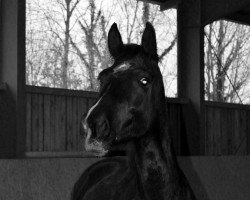 dressage horse Leona 80 (Westphalian, 2008, from Lugato)