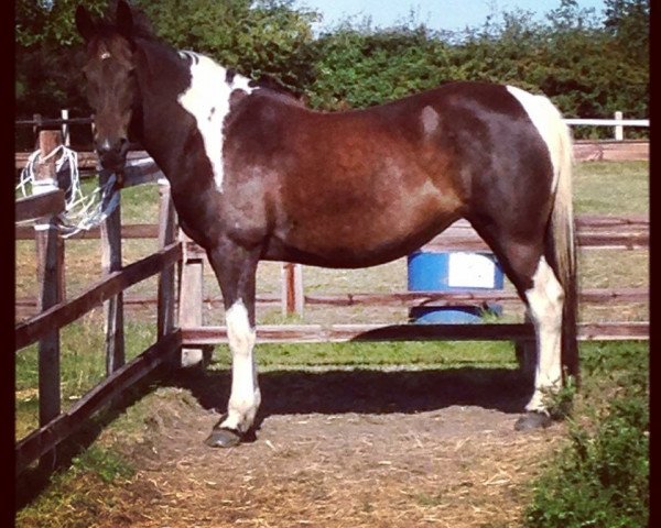 broodmare Oakley (Irish Sport Horse,  , from Cavalier two for Joy)