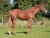 Springpferd DC Cordelia (British Sport Horse, 2014, von Charmeur)