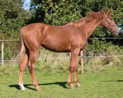 Springpferd DC Cordelia (British Sport Horse, 2014, von Charmeur)