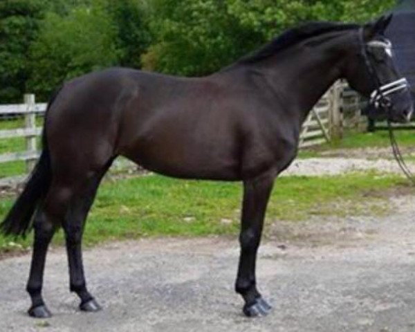 broodmare Whiska (British Sport Horse,  , from Sandro B)