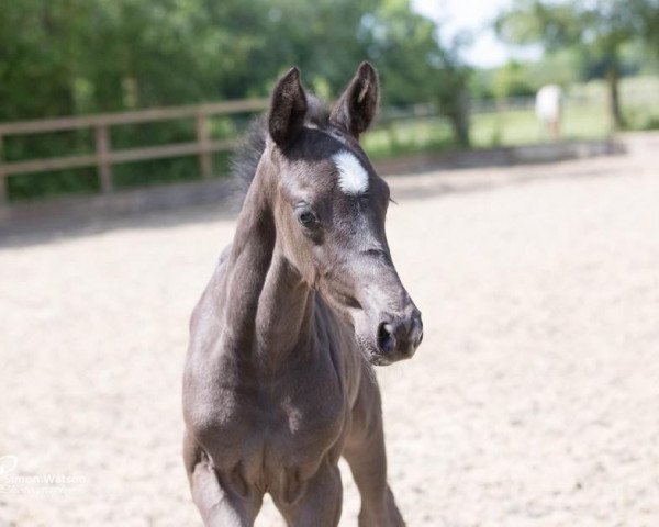 dressage horse DC Dreamtime (British Sport Horse, 2015, from Dream On)