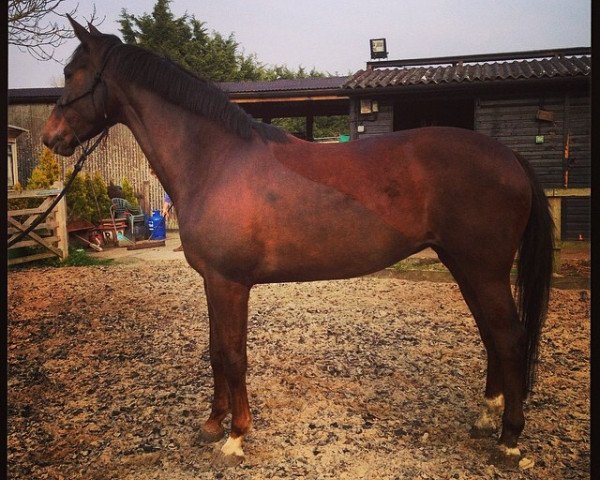 broodmare Etoga (KWPN (Royal Dutch Sporthorse), 2009, from Jazz)