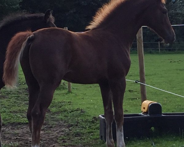 dressage horse DC Dickie (British Sport Horse, 2015, from Dream On)