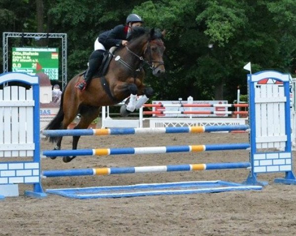 jumper Catoo Bi du (German Sport Horse, 2012, from Catoo)