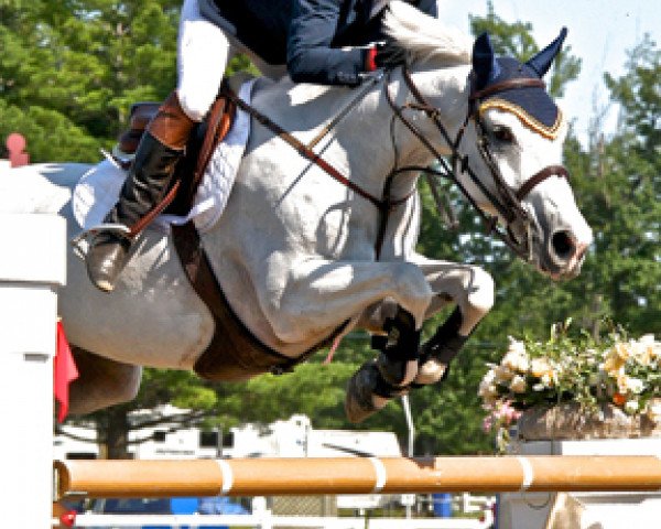 horse Azzaro van 't Hagenhof (Belgian Warmblood, 2000, from Mr Blue)