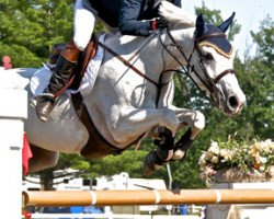 horse Azzaro van 't Hagenhof (Belgian Warmblood, 2000, from Mr Blue)