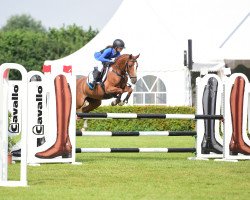 jumper Danny's Sunshine (German Riding Pony, 2007, from Danny Gold)