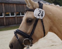 Dressurpferd HET Golden Graciella (Deutsches Reitpony, 2009, von Gandalf)