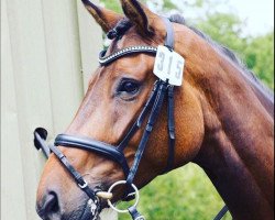 dressage horse Deininger 2 (Hanoverian, 2011, from Desperados FRH)