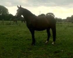 broodmare Rubhina (Rhinelander, 1996, from Ragazzo)