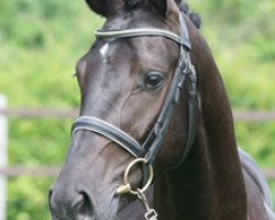 dressage horse Confetti S.D. (Westphalian, 2009, from Conteur)