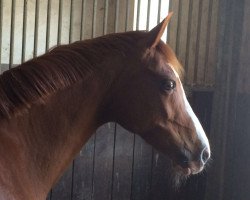 broodmare Cherie (German Riding Pony, 1995, from Chantre B)