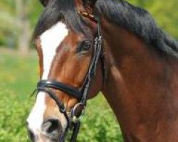 dressage horse Paso Doble 24 (Bavarian, 1995, from Don Primero)