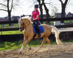 dressage horse Don't Stop (Deutsches Reitpony, 2003, from Don't Worry Be Happy)