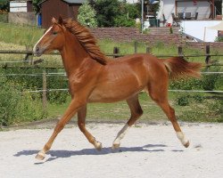 horse Belaja (Hannoveraner, 2015, from Bonifatius)