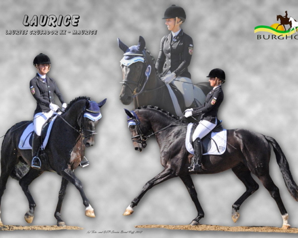 Deckhengst Laurice (Hannoveraner, 2006, von Lauries Crusador xx)
