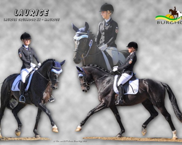 stallion Laurice (Hanoverian, 2006, from Lauries Crusador xx)