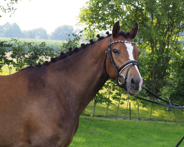 dressage horse Narnia 15 (German Riding Pony, 2013, from Neckar)