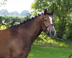 dressage horse Narnia 15 (German Riding Pony, 2013, from Neckar)