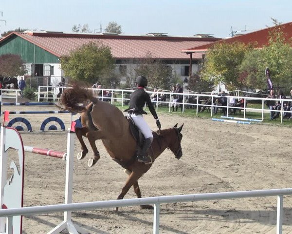 Reitturnier Langenau 2019