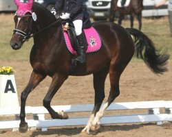 broodmare Penopela (German Riding Pony, 2009, from Prinsenhof's Dino)