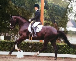 dressage horse Hans Im Glück 19 (Trakehner, 2012, from Ovaro)