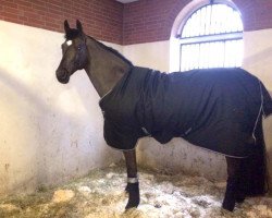 dressage horse Dalatano (Hanoverian, 2007, from Danone 4)