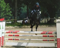 Springpferd Ukata (KWPN (Niederländisches Warmblut), 2010, von Ukato)