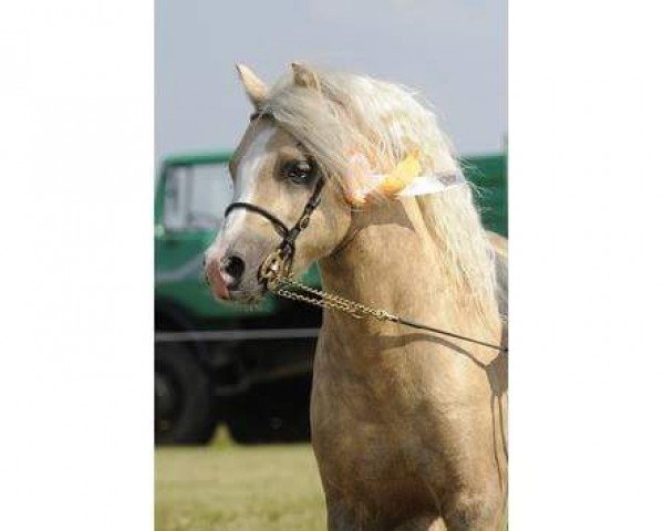 Deckhengst Uiterwaarden's Prins Abdullah (Welsh Mountain Pony (Sek.A), 2004, von Wyedean Deodar)