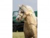 stallion Uiterwaarden's Prins Abdullah (Welsh mountain pony (SEK.A), 2004, from Wyedean Deodar)