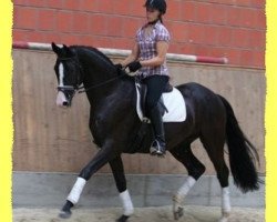 dressage horse Royal Line (Hanoverian, 2006, from Royal Blend)