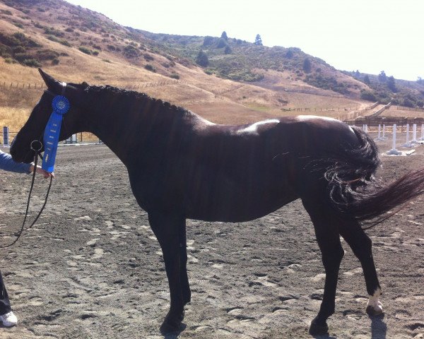 horse Adelma (KWPN (Royal Dutch Sporthorse), 2005, from Darco)