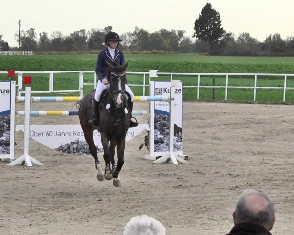Reitturnier Langenau 2019