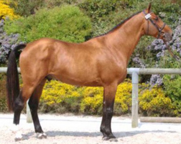 stallion Newton de Kreisker (Selle Français, 2001, from Diamant de Semilly)