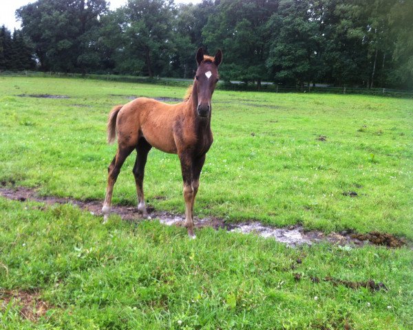 dressage horse Hengstfohlen vom Livaldon (Hanoverian, 2016, from Livaldon)