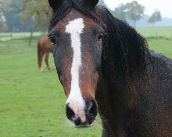 horse Ricardo (Westphalian, 1994, from Ribbeck)