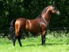 stallion Linde Hoeve's Optimist (Welsh-Pony (Section B), 2002, from Shamrock Mr. Oliver)