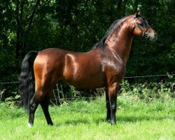 Deckhengst Linde Hoeve's Optimist (Welsh Pony (Sek.B), 2002, von Shamrock Mr. Oliver)