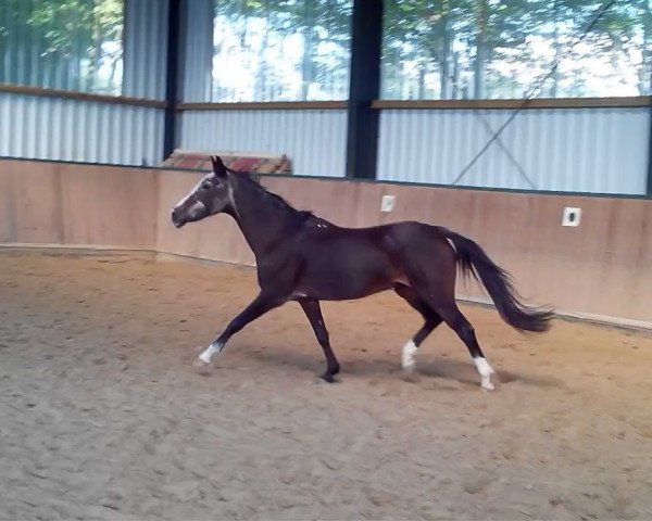 Zuchtstute Hannika (Deutsches Reitpony, 1984, von Henbury Ragtime)