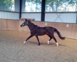 broodmare Hannika (German Riding Pony, 1984, from Henbury Ragtime)